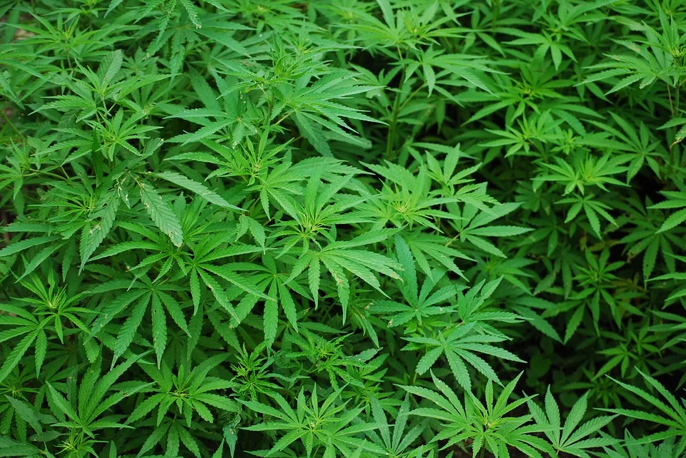 The Legal Status of CBD in the UK (and beyond)