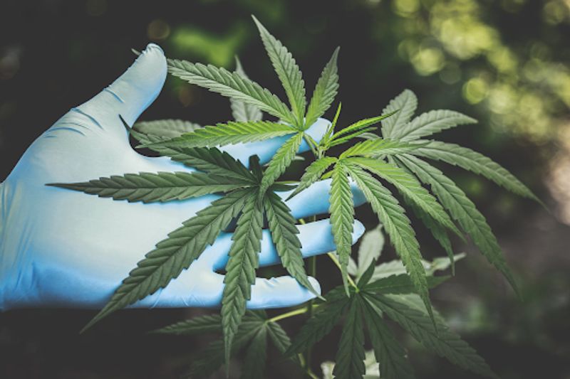 The Evolving Science of CBD for Pain Relief