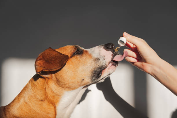 Stocking Smart: Top CBD Pet Products Flying Off Shelves in 2025
