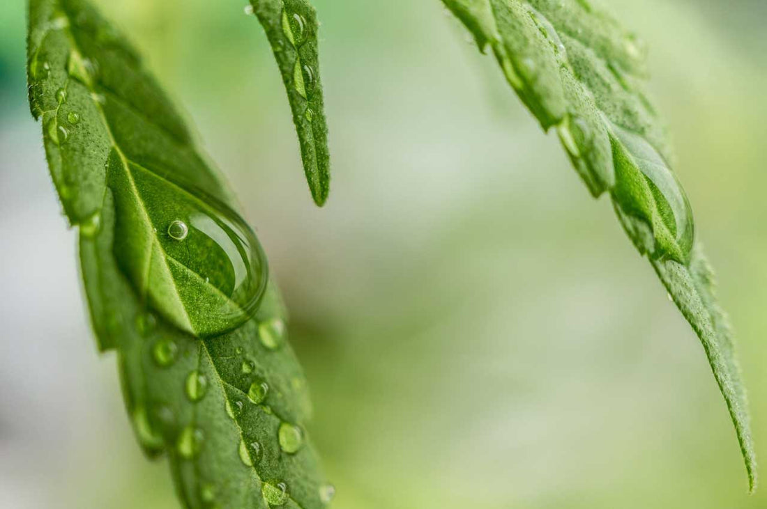 A Guide to CBD Regulations in the UK