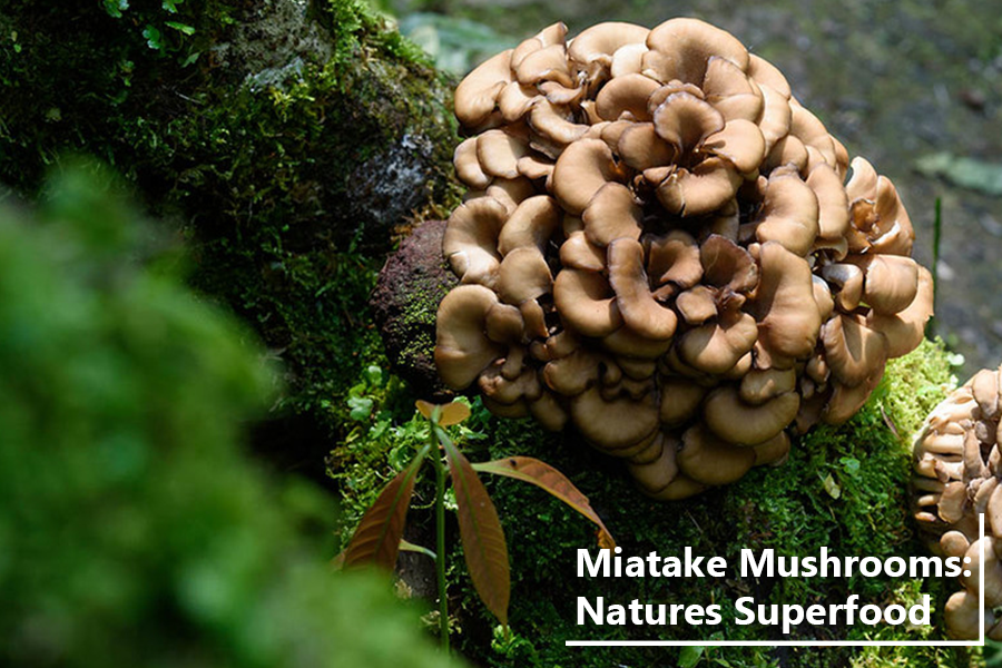Maitake Mushroom: The Amazing Benefits of Maitake Mushrooms