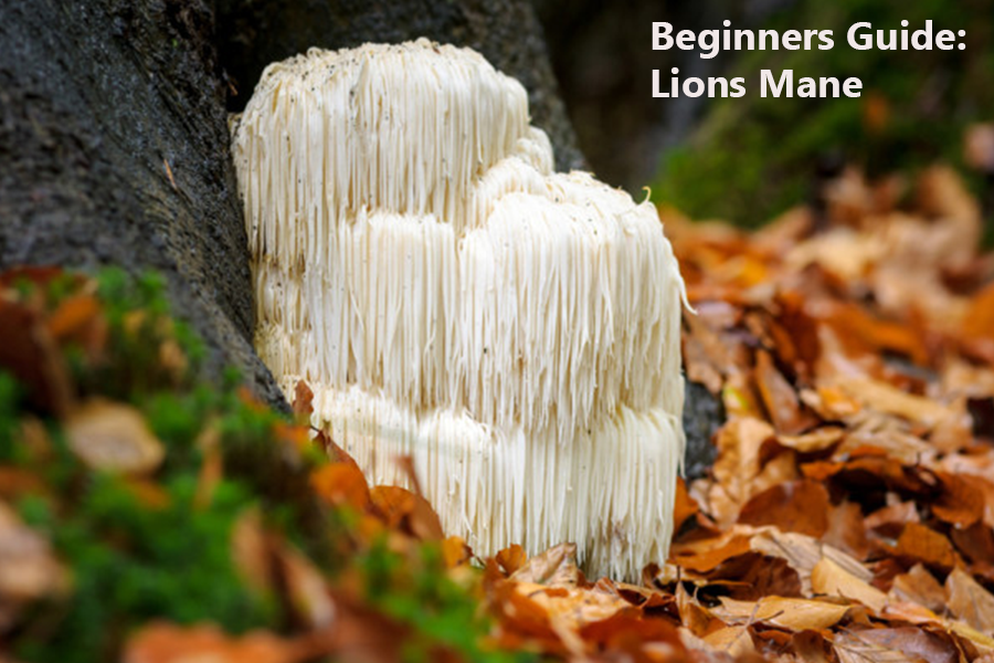 Lions Mane: A Beginner's Guide to This Medicinal Mushroom