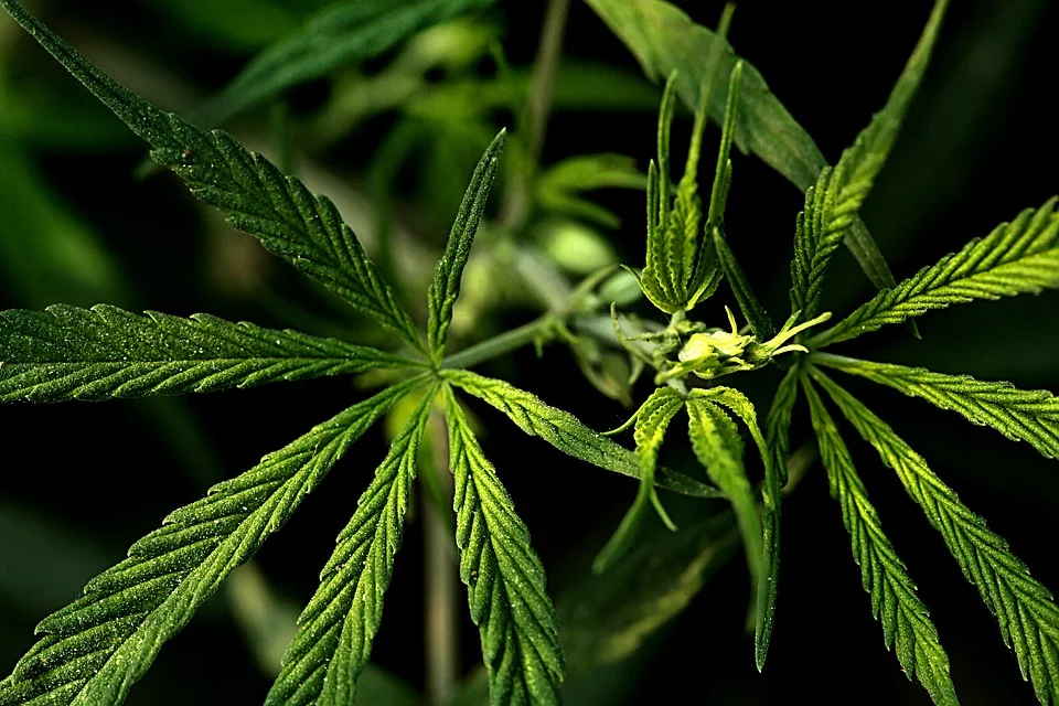 10 Health Benefits Of CBD