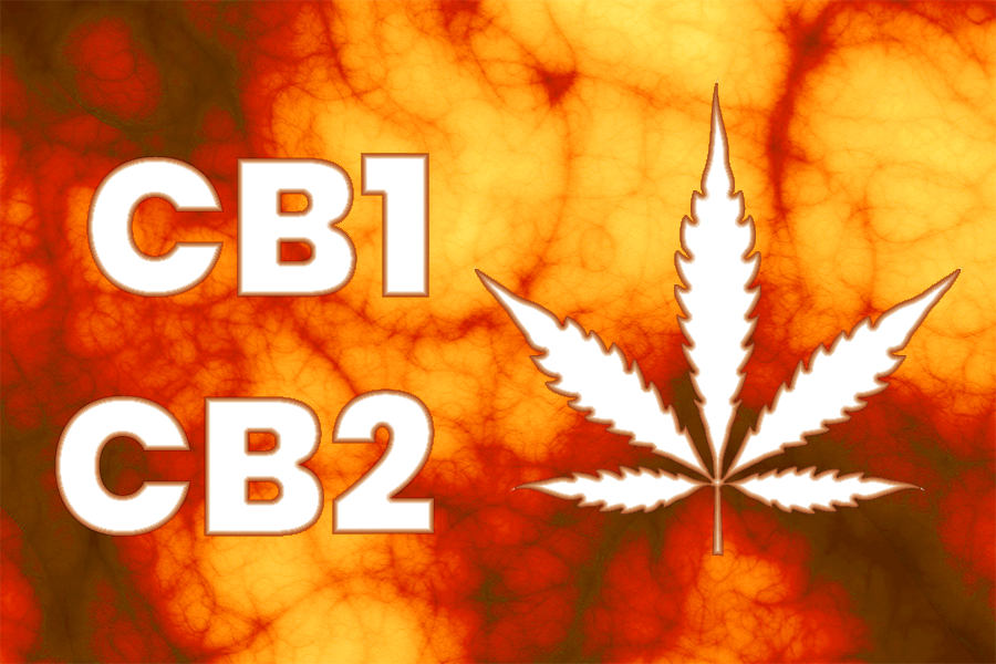 What are CB1 & CB2 Receptors?