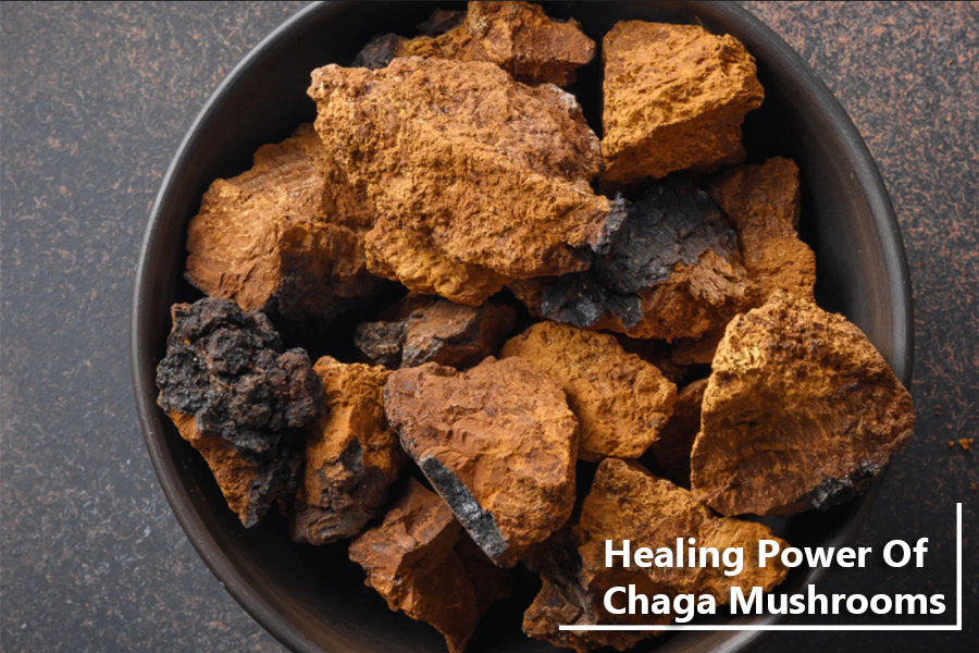 Harness the Healing Power of Chaga Mushrooms.