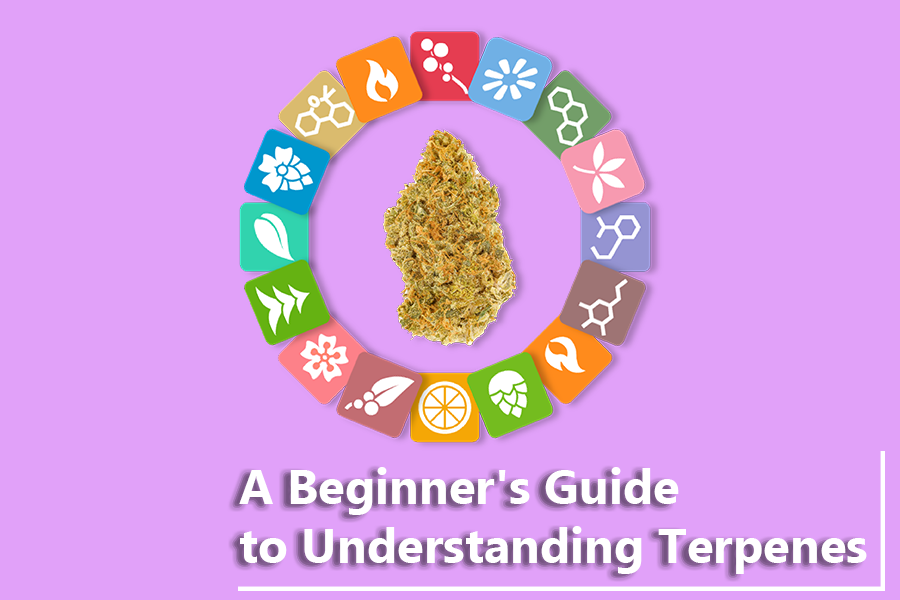 A Beginner's Guide to Understanding Terpenes