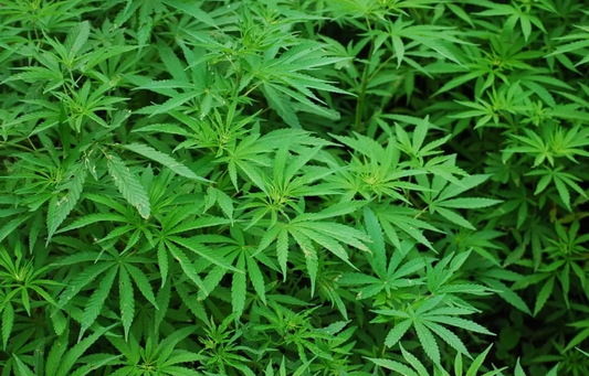 Should you be Investing in Hemp Farming?