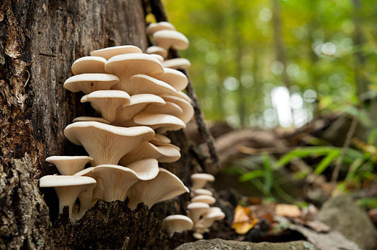 Oyster Mushrooms: Ideal For Restaurants & Retailers