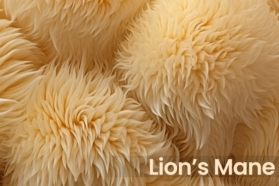 A Complete Guide to Lion's Mane Mushroom