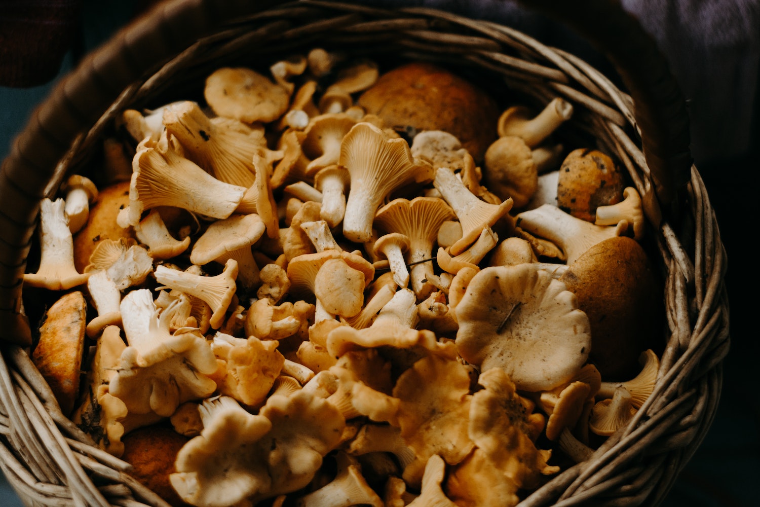 The Power Of Medicinal Mushrooms