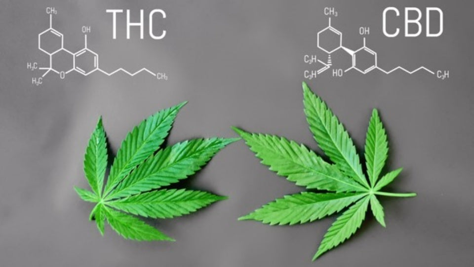 THC vs CBD: Knowing the Difference