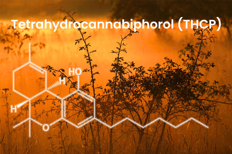 What is THCP?
