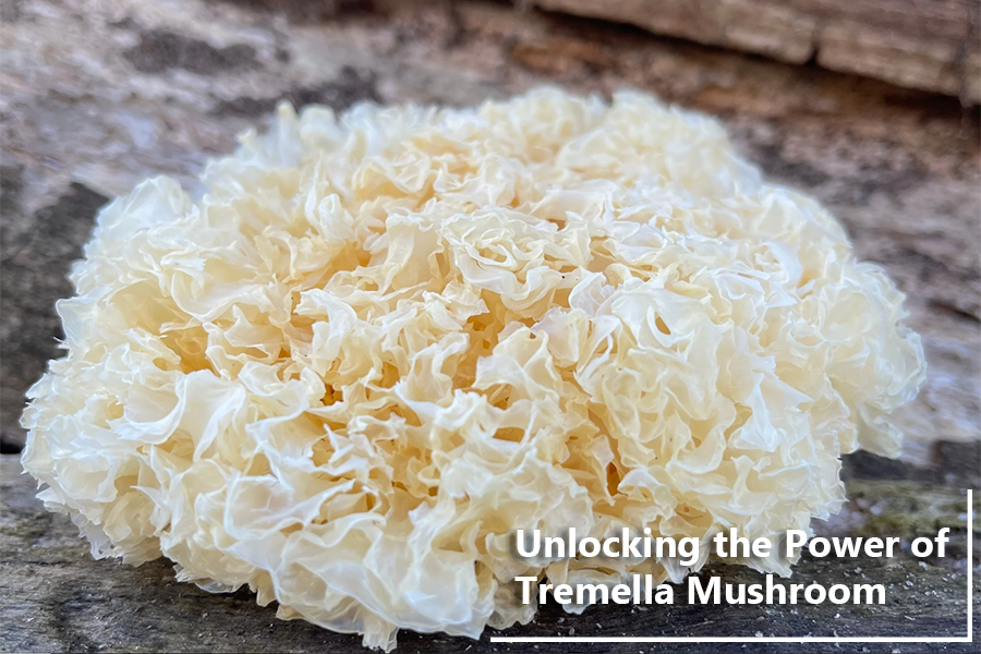 Unlocking the Power of Tremella Mushroom