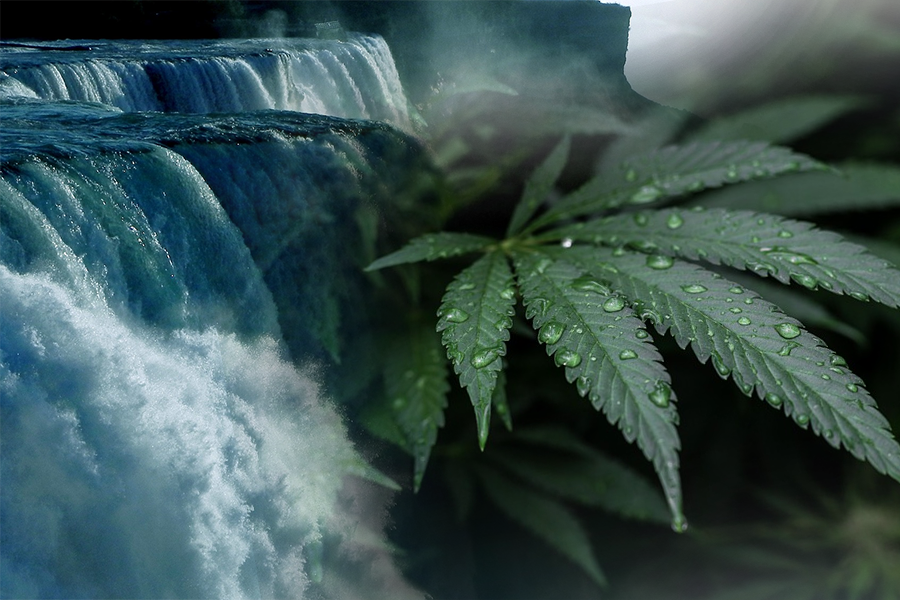 What is Water-Soluble CBD?